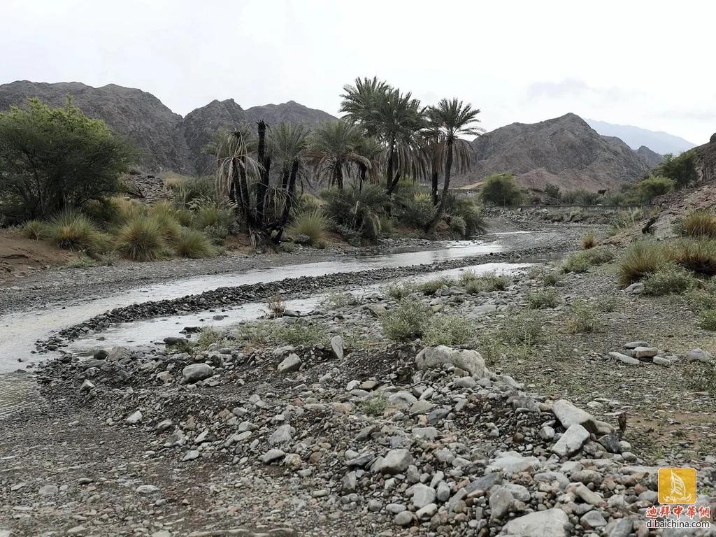 阿联酋椰枣好吃吗,阿联酋有什么特产