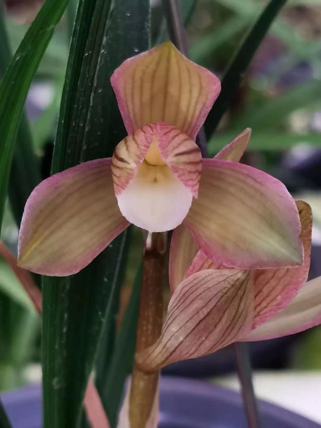 街子古镇兰花节,2021街子兰花博览会开幕式