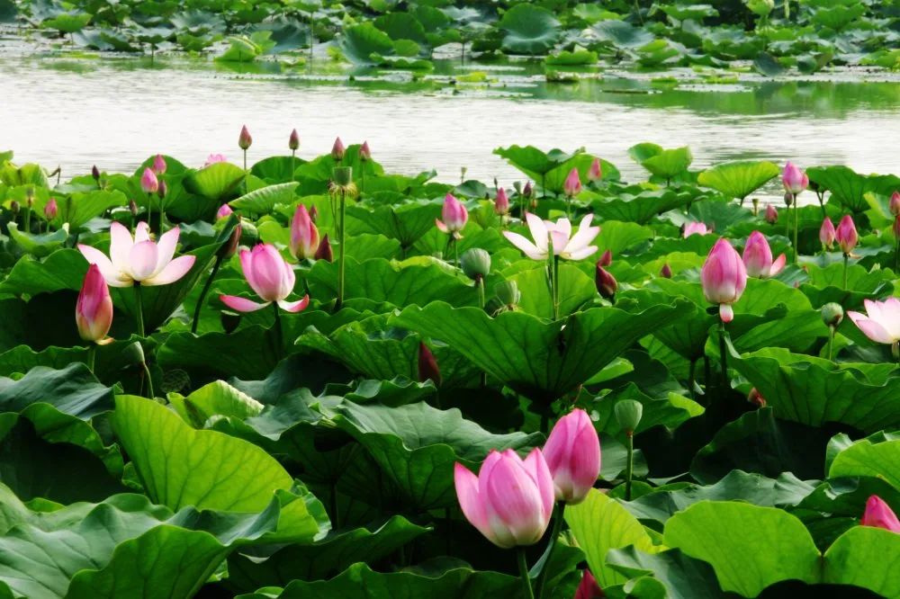 山东这五处绝美景区，藏着的不仅仅是诗与远方，还有……