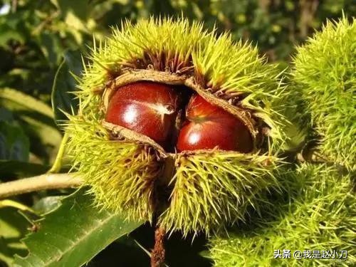 板栗大丰收了,今年的板栗大丰收