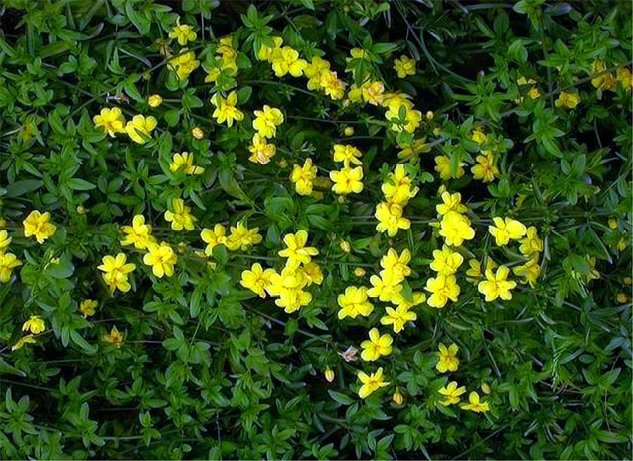 号称开花机器四季开花爆盆,好养活易爆盆的开花机器