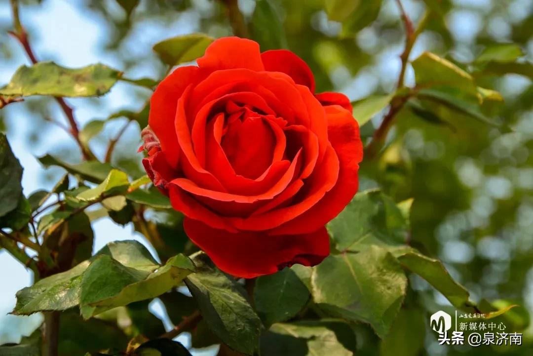 楂樻牎椋庨噰绯诲垪,楂樻牎椋庨噰灞曠ず瑙嗛