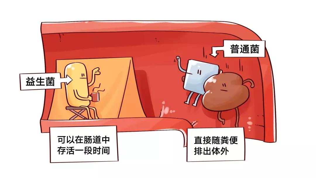 哪种牌子的益生菌好吸收又健康,便宜益生菌和贵的益生菌的区别