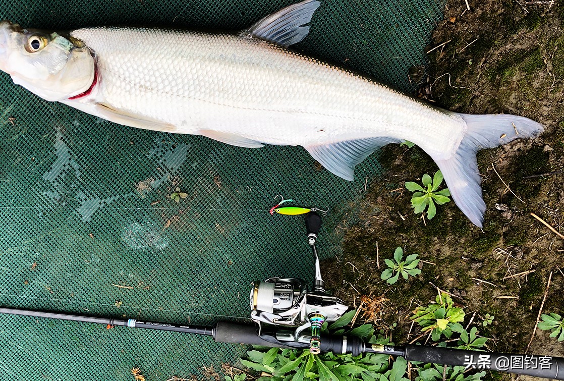 新手钓鱼入门如何选择鱼钩,新手钓鱼如何选择鱼钩