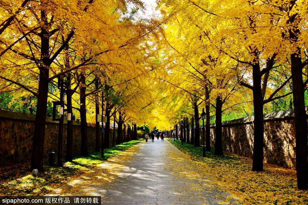 17处京城绝美银杏观赏点，看看有没有家门口的？