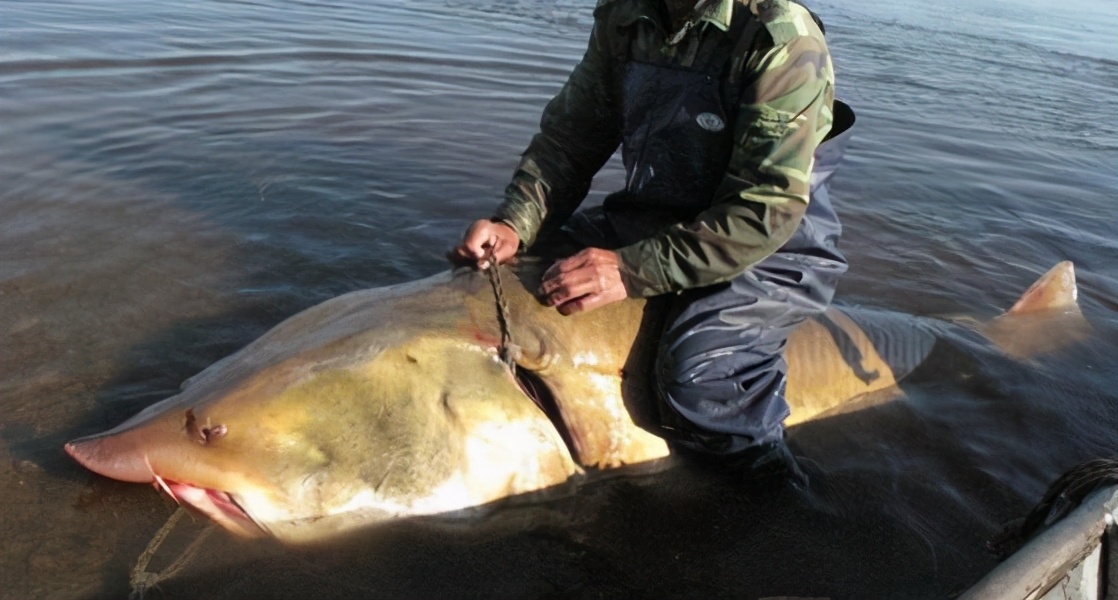 卖到22万的达氏鳇,千斤达氏鳇鱼