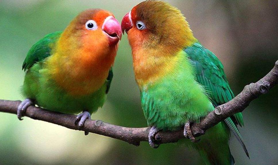 鹦鹉为啥啄掉自己的毛给别人,鹦鹉换毛把自己啄秃了