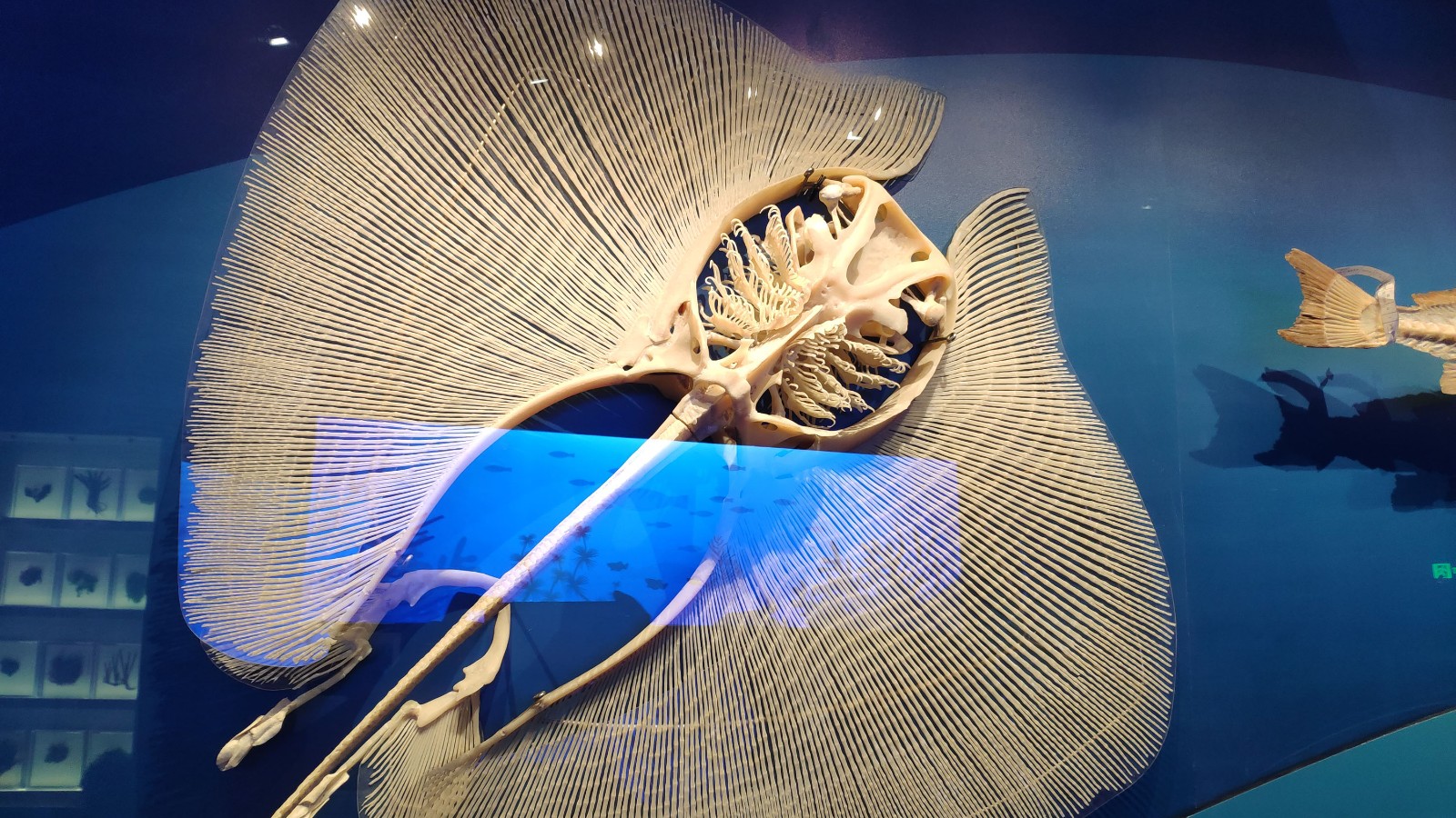 海洋博物馆带孩子游玩攻略,国家海洋博物馆最全攻略来了