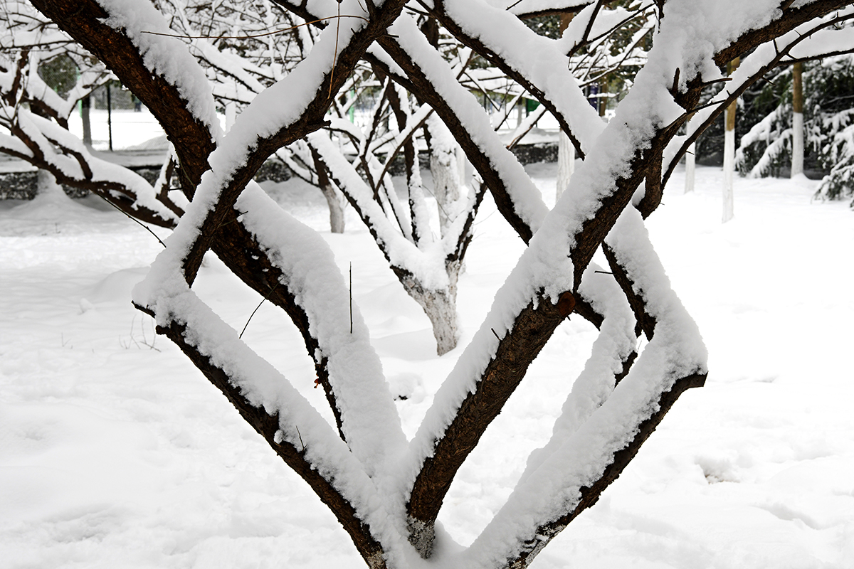湖北武汉：雪润校园