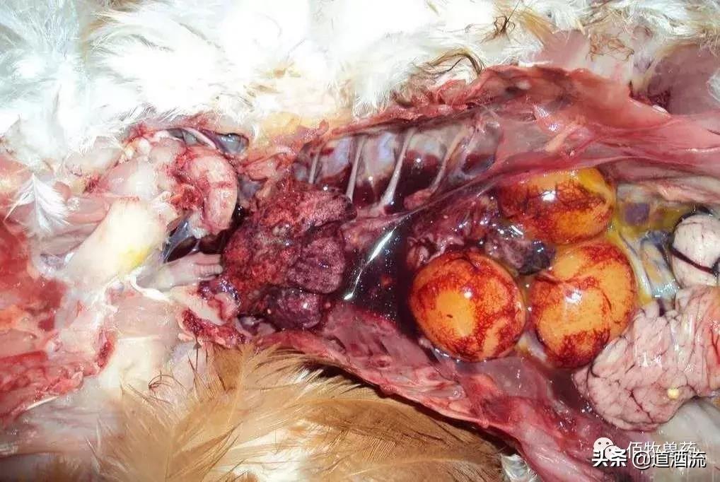 养鸡场鸡中暑了怎么处理,蛋鸡中暑怎么办