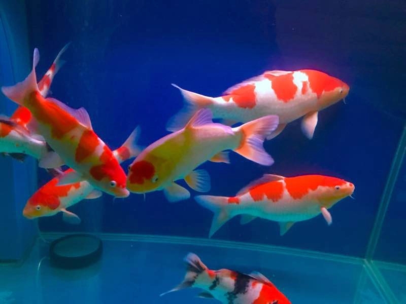 鱼会感冒吗,鱼会感冒咳嗽吗