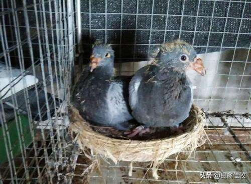 鸽痘的症状及图片,鸽痘刚开始是什么样的