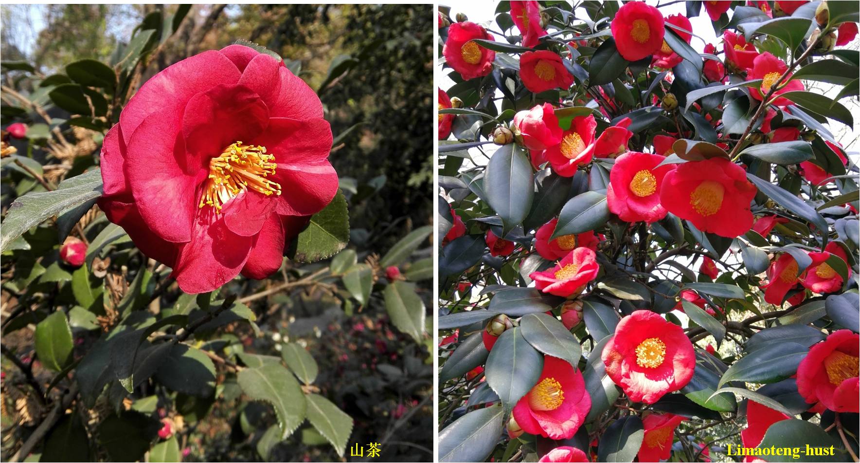 话说油茶树,山茶花油茶和茶梅的区别图片