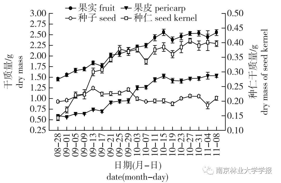 无患子果实视频,无患子成熟图
