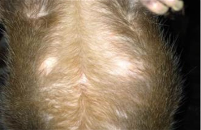 母竹鼠产仔过程,竹鼠繁育几胎