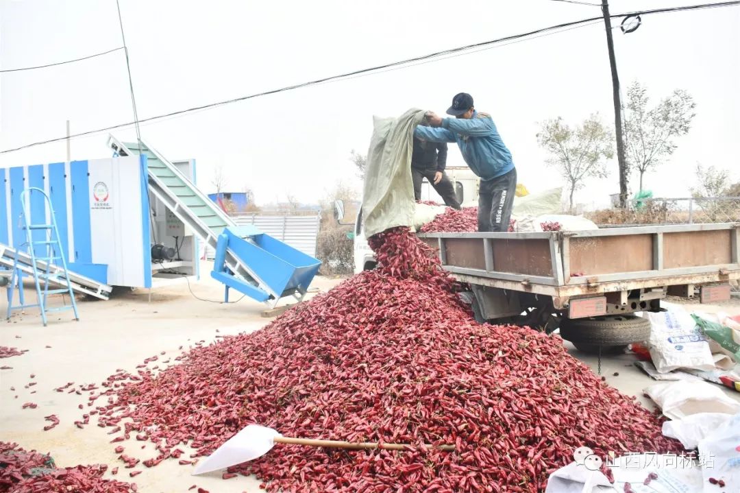 忻州曹张高村辣椒,山西忻州辣椒迎丰收椒农笑开颜