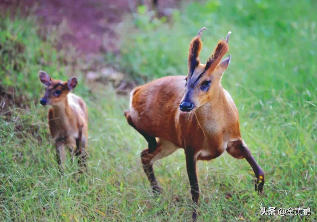 为什么云南女人长相好看,云南真的很漂亮吗