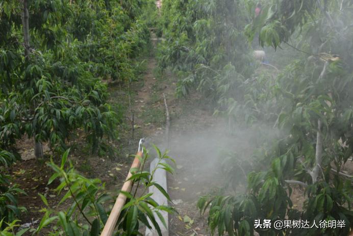 桃子褐腐病和炭疽病的区别,怎样防桃子褐腐病