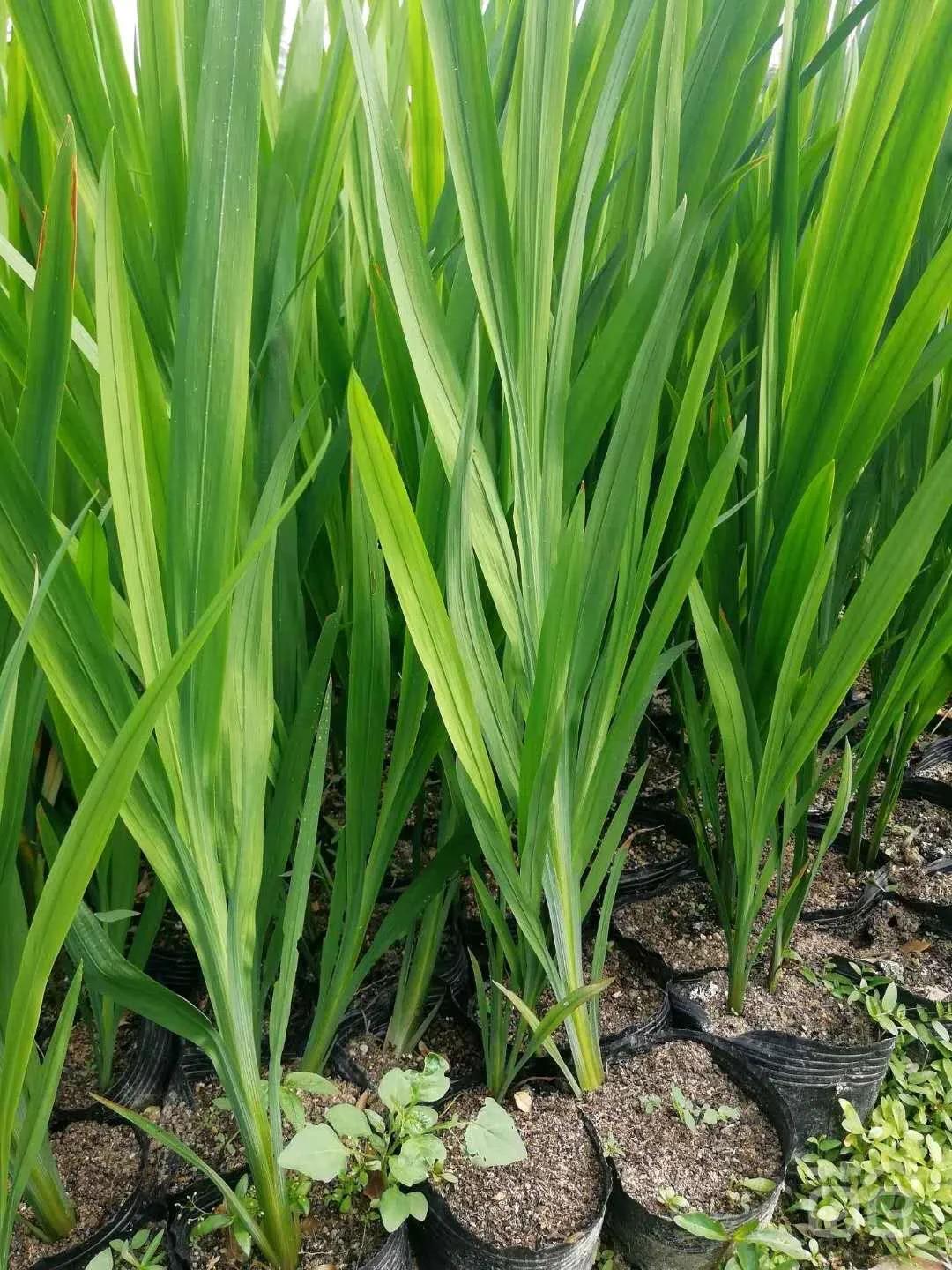 鑻椾粨浼氬憳,鑻椾粨浼氬憳鏈嶅姟