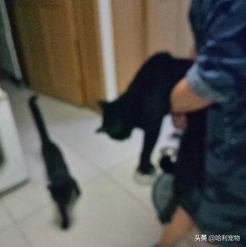 铲屎官的真相,铲屎官养了四只一模一样的猫