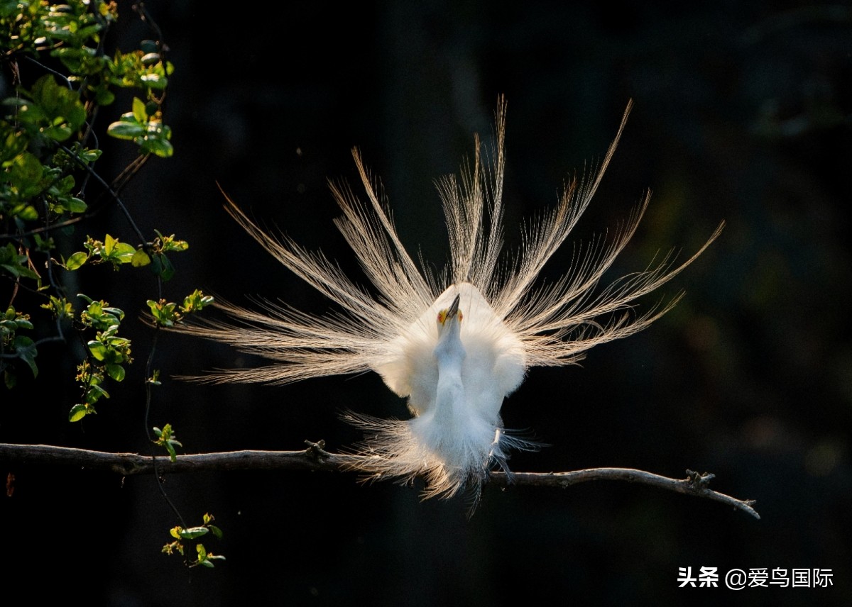 观鸟大年,观鸟作品100幅
