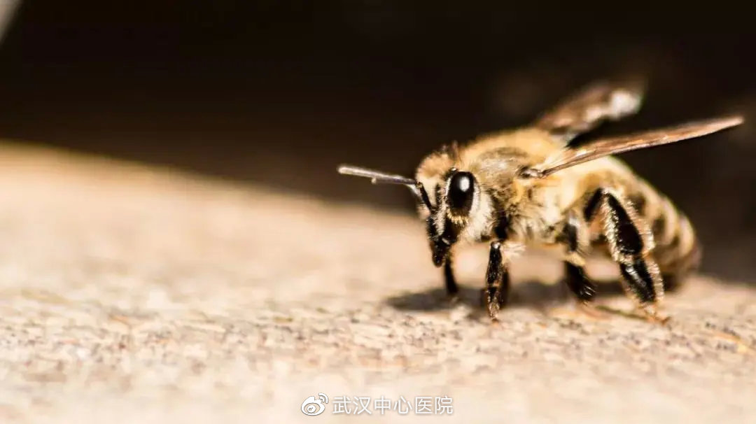 遇到这些虫子千万别拍它,提高警惕遇到这些虫子千万别乱拍