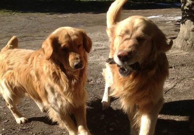 两只狗狗在一起总爱打架,两只狗狗刚相处怎么才不会打架