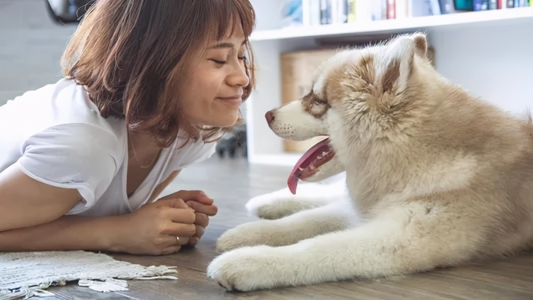 双十一囤的狗粮，真的是品牌好、便宜、给狗狗健康的狗粮吗？