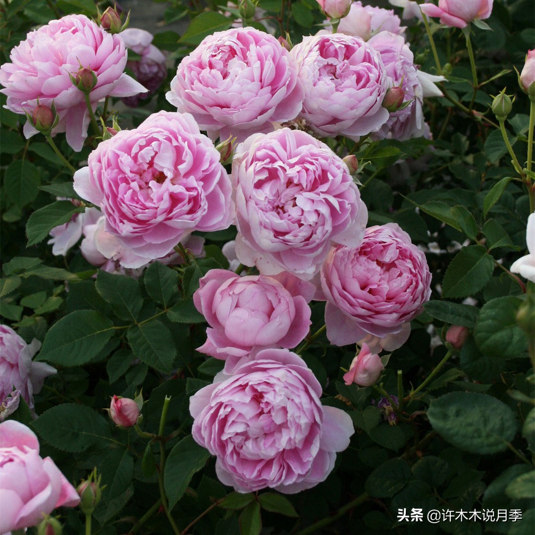 新手月季种植手册,牢记这6点,不死苗、开花多。新手收藏备用