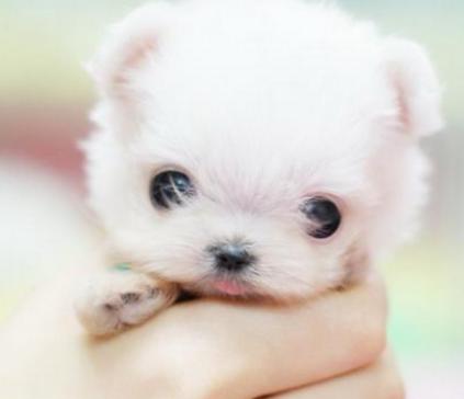 茶杯犬真的不会长大？买一只多少钱？