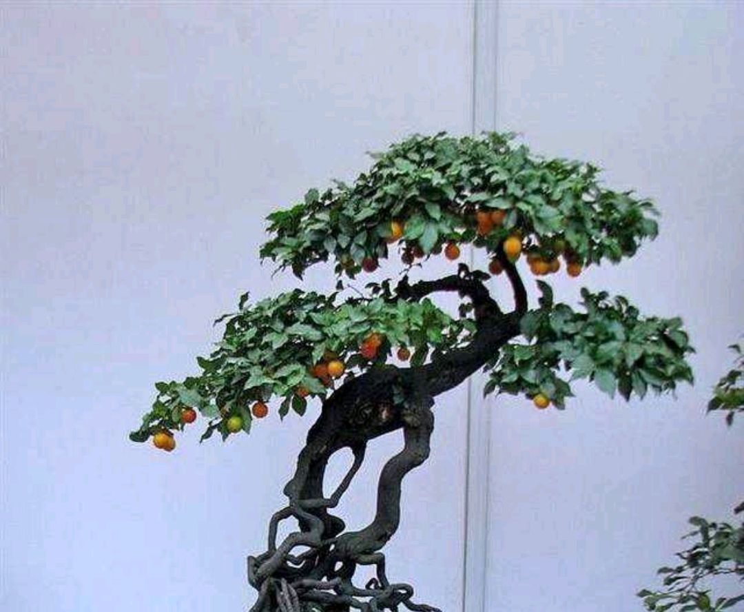 金弹子盆景正宗的做法,金弹子盆景有几个基本造型