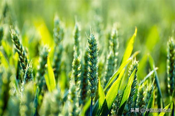 2022年农产品区域影响力排行榜,2022中国农业品牌年度排行榜