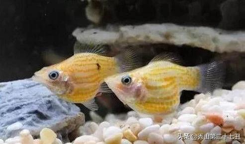 草金鱼十种最漂亮淡水观赏鱼,适合新手养的观赏鱼草金鱼