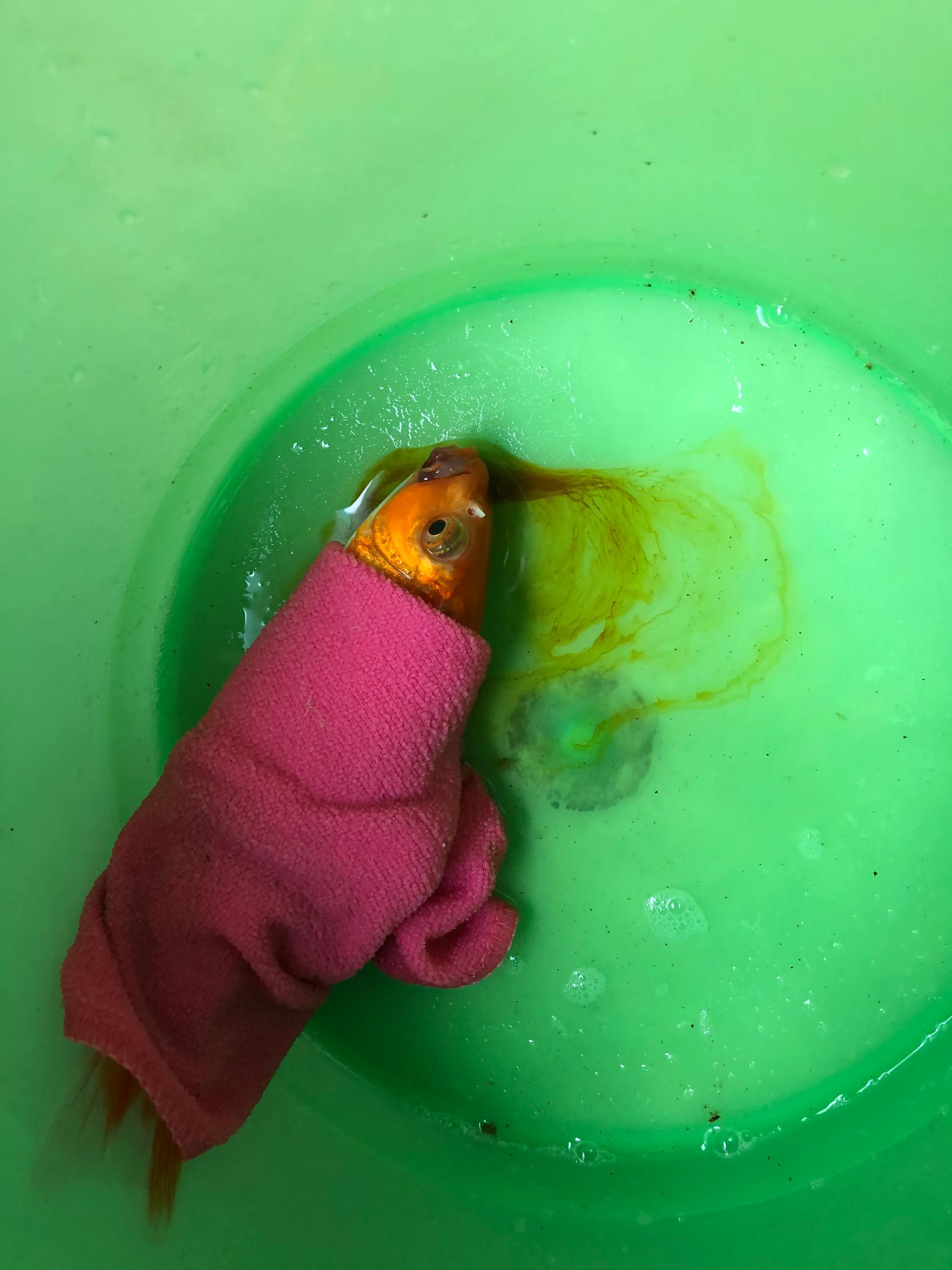 鱼儿烂鳃需要治疗多久,鱼儿烂鳍怎么治