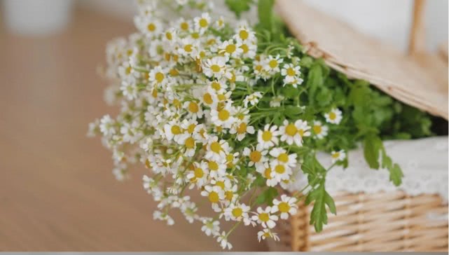 洋甘菊花怎么养护,洋甘菊的醒花及养护