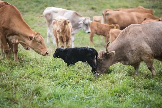 不用农药,让超1000种动植物生态平衡,这次美国人真的做到了