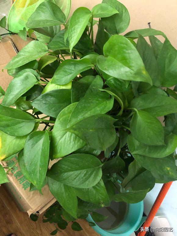 绿萝吃水很厉害,绿萝长得太快了