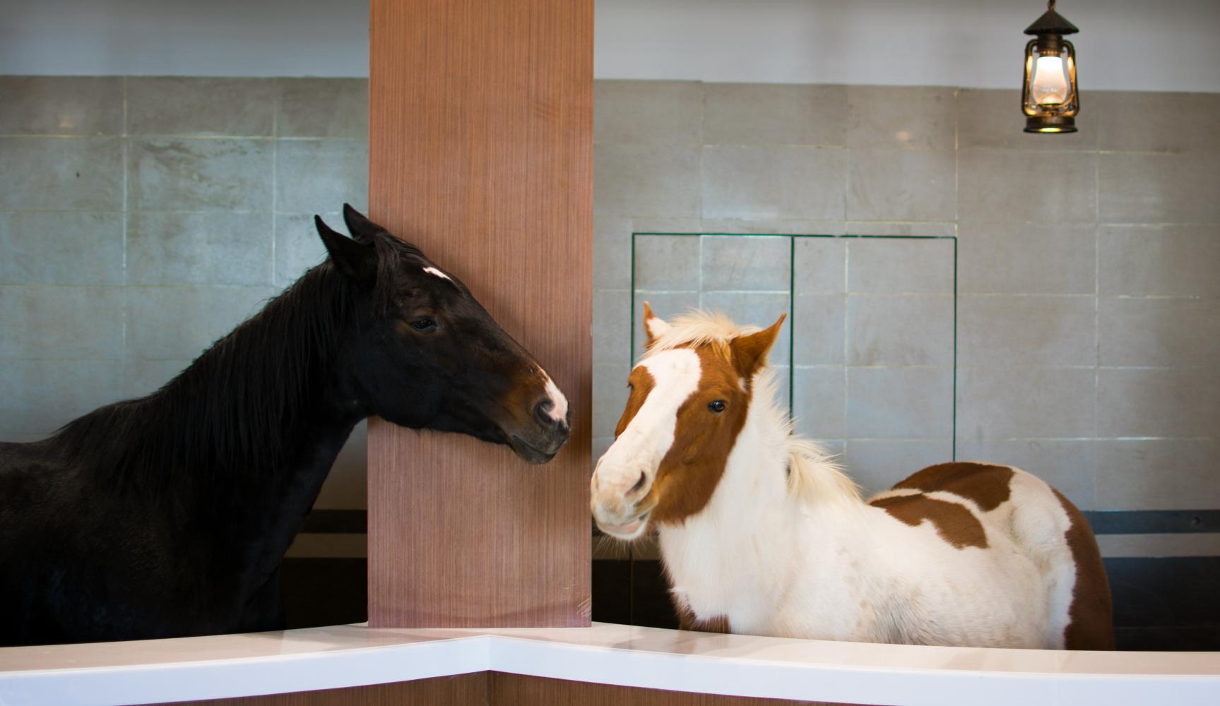 坝上草原骑马狂欢,坝上草原旅游全过程