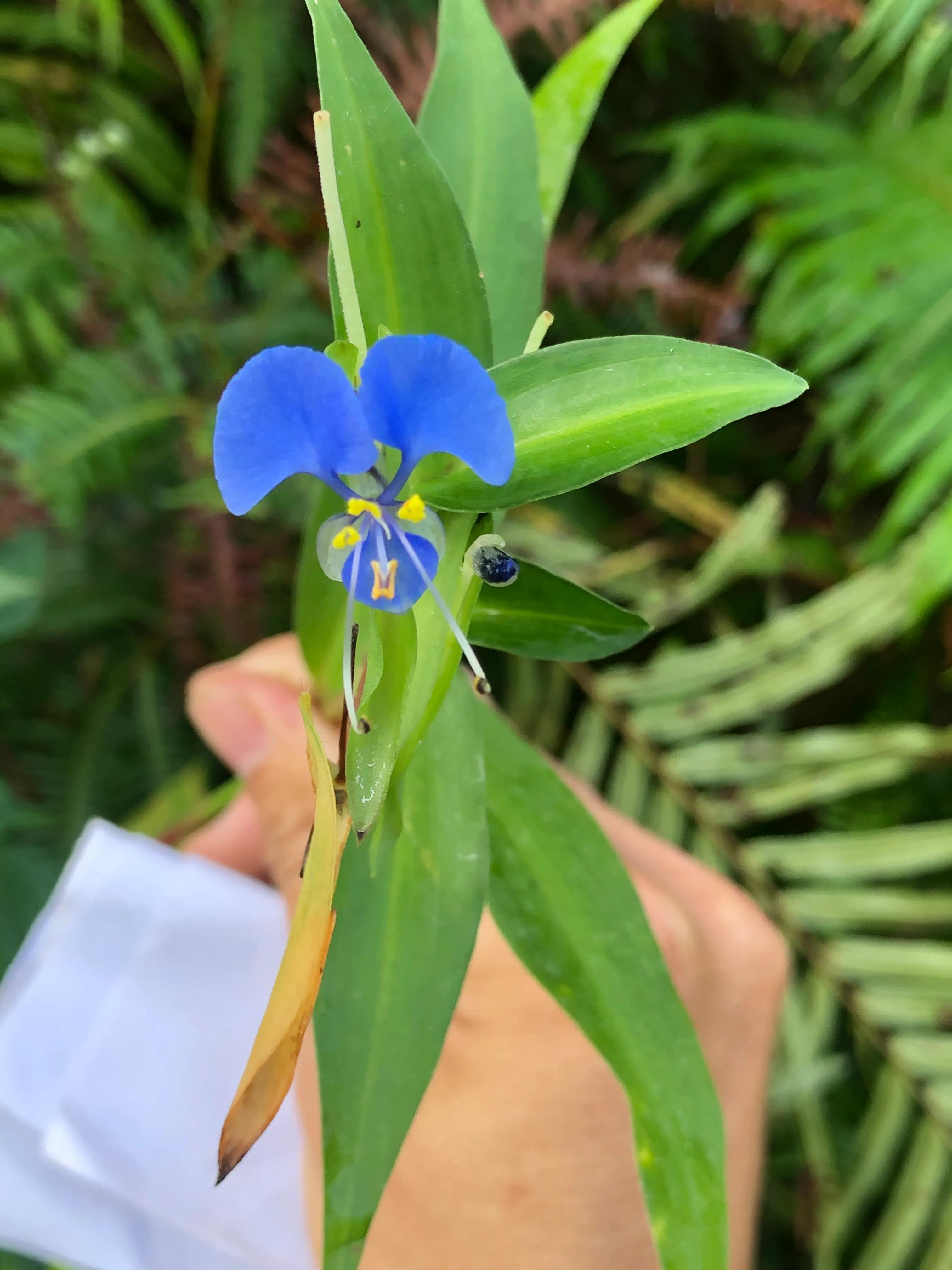 睡不着又来一篇呵呵,不写情不写爱,写点雅的不香吗?哈哈