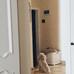 狗狗关在家里为什么要一直推门,关上门狗狗乱叫怎么办