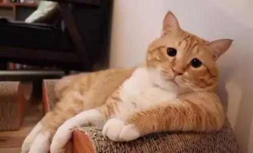 这么大人了，能不能让本喵省省心！