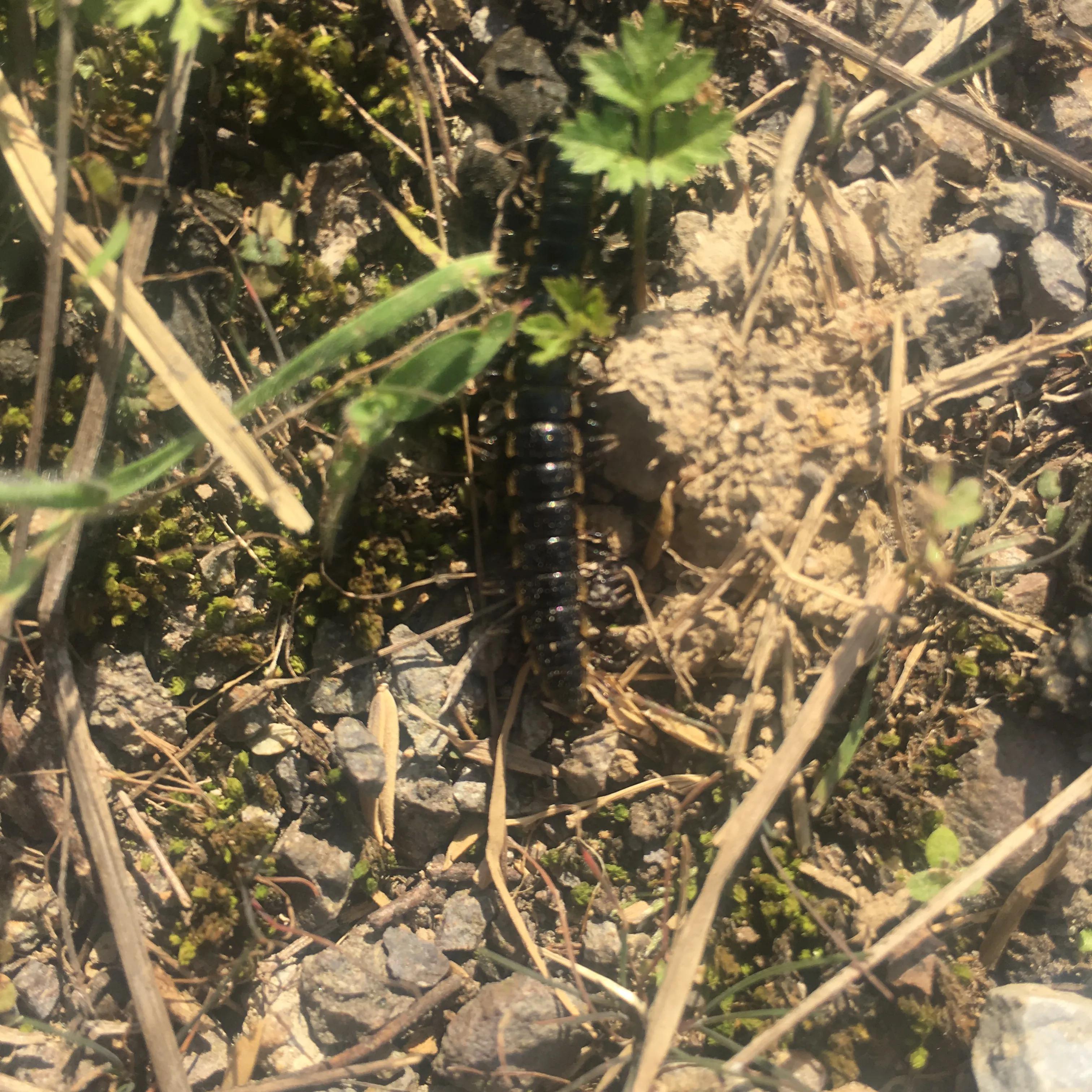 马陆属于什么类的节肢动物,马陆是两栖动物吗