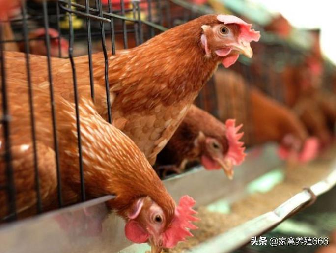 蛋鸡脾多大是正常的,蛋鸡过度肥胖会影响产蛋率吗