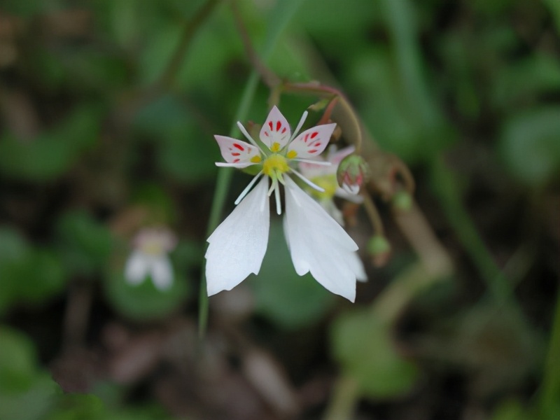 生日鲜花用哪几种花,代表友谊长存和生日快乐花语的花