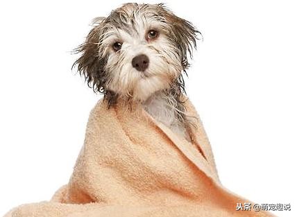 在家怎么给狗狗洗澡狗狗不愿意洗,狗狗不能经常洗澡怎么办