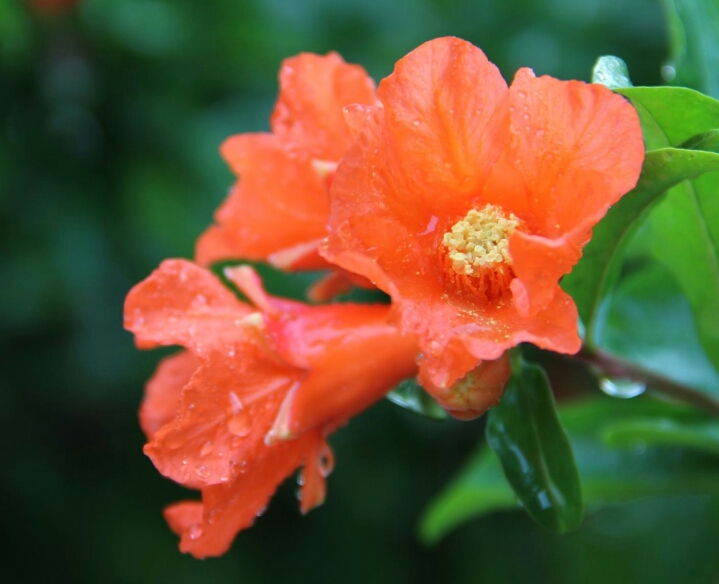 盆栽石榴树什么品种是甜的,石榴树带果实能用水培繁殖