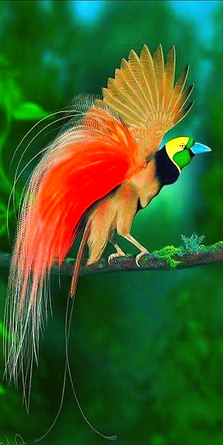 大洋洲国鸟,大洋洲国鸟图片