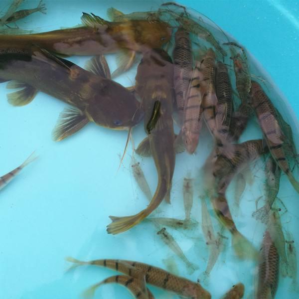 冬天在溪流里面怎么选钓位,溪流钓鱼选位技巧