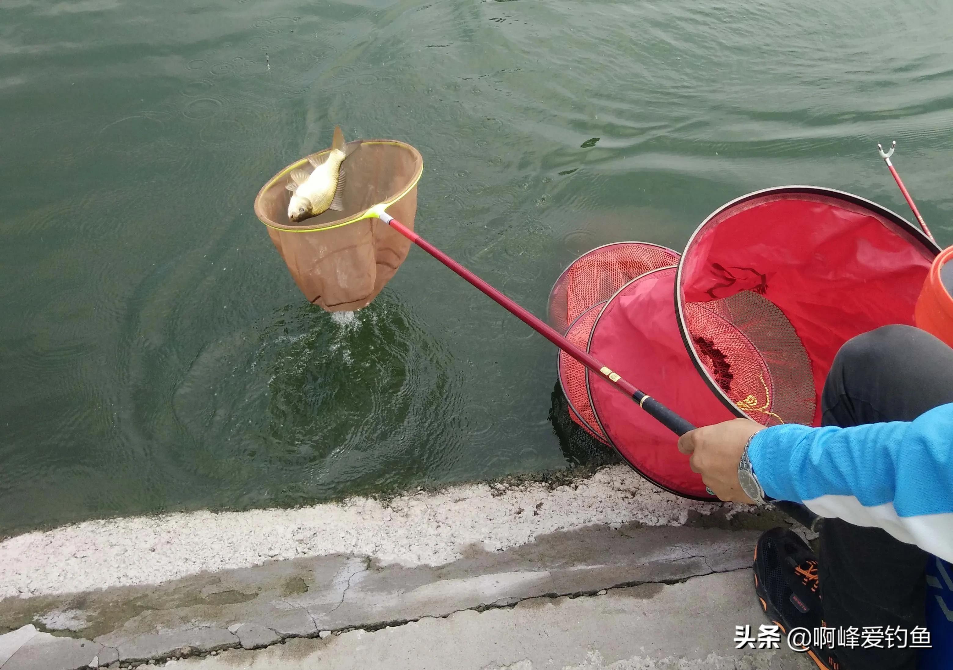 野钓鲫鱼饵料加什么添加剂最好,春夏野钓钓鲫鱼用哪款添加剂