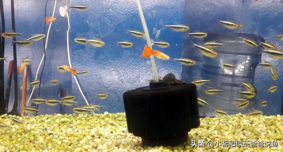 鱼缸上过滤系统和下过滤的区别,养观赏鱼的过滤方法视频教程全集